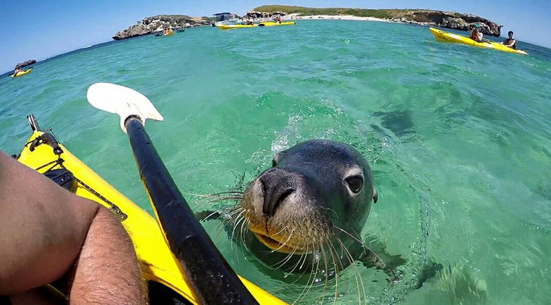 Seal And Penguin Islands Sea Kayak Day Tour & 1 Bottle Of Wine