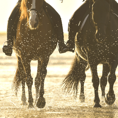 Horse Riding Lesson Plus Introductory - We Wander