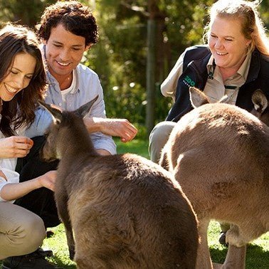 Melbourne Zoo General Entry - We Wander