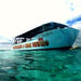 1 Hour Coral Viewing Cruise - We Wander