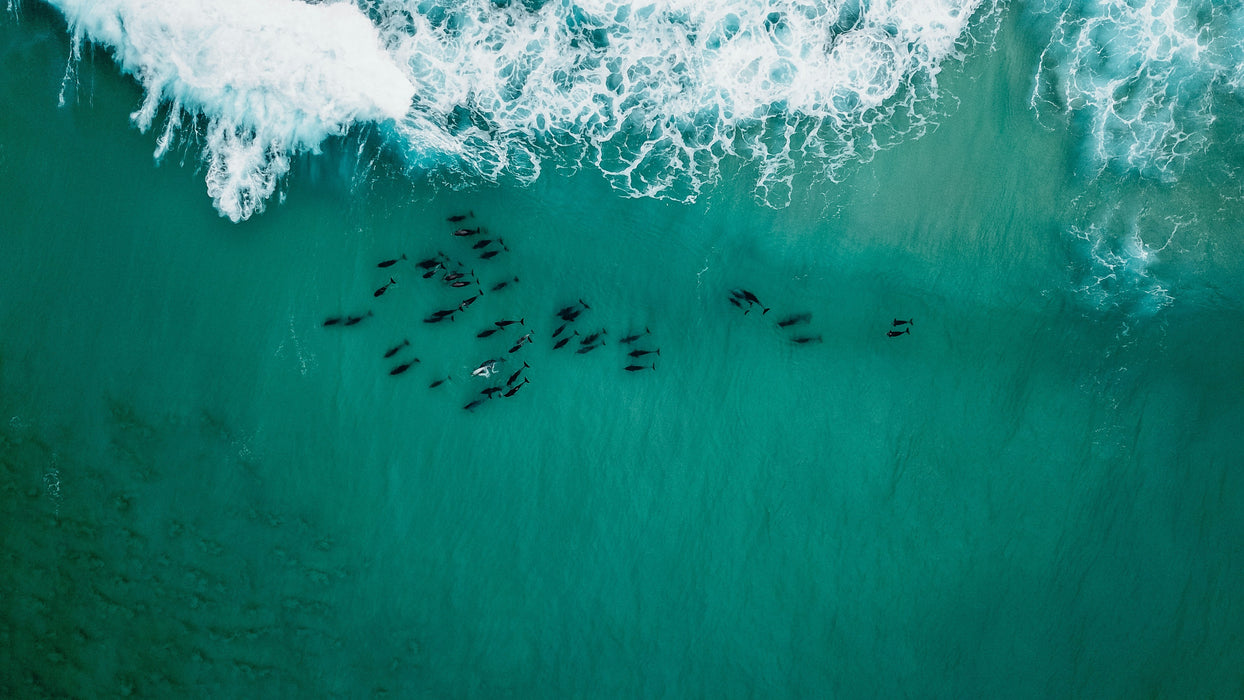 Seal And Penguin Islands Sea Kayak Day Tour & 1 Bottle Of Wine
