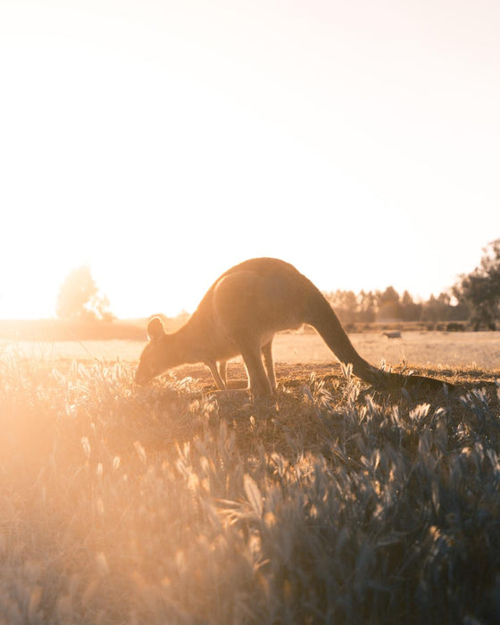 12 Apostles, Great Otways & Great Ocean Road Day Tour - We Wander