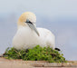 1.5 Hour Wildlife Adventure Cruise - We Wander
