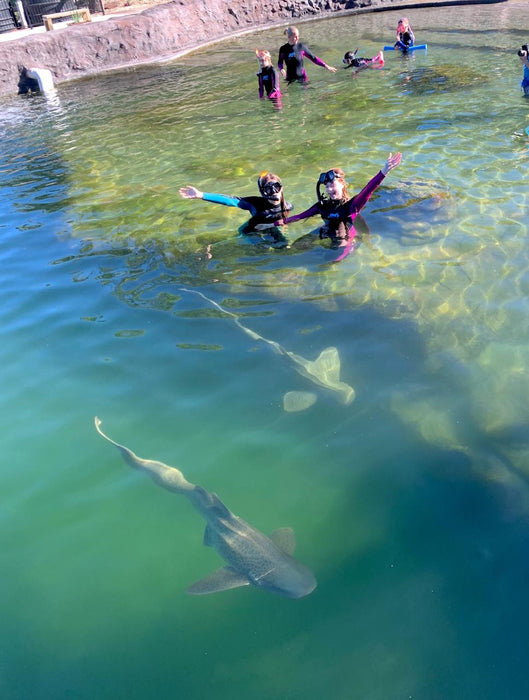 Zebra Shark Snorkel With Entry Pass