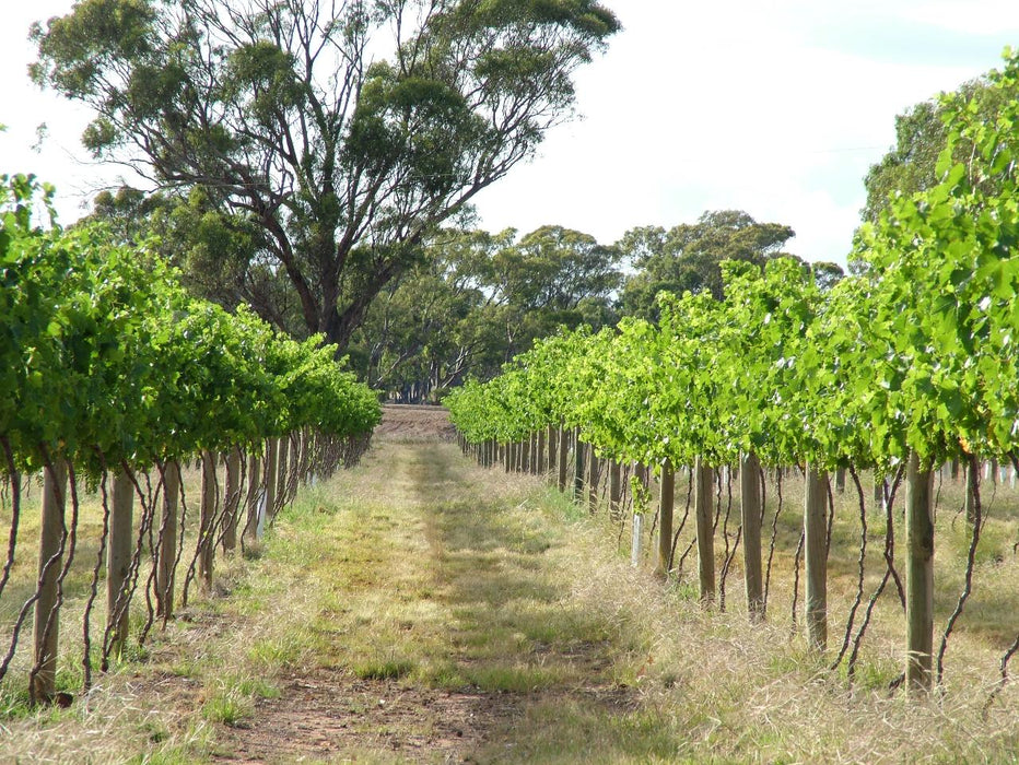 Taste Talk And Walk At Barangaroo Boutique Wines