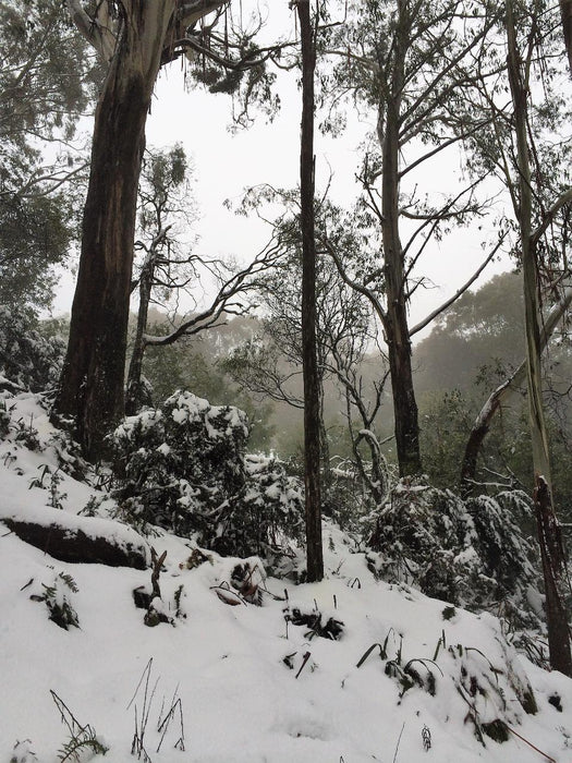 Mt Buller Snow Day Tour