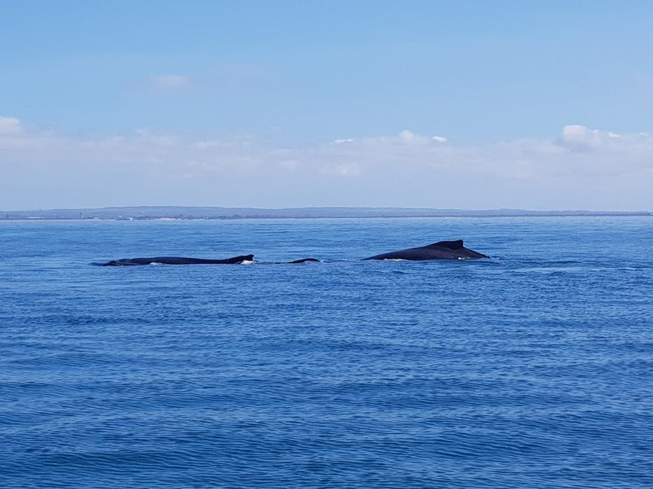 1.5Hr Dolphin And Seal Watching Eco Boat Tour Mornington Peninsula