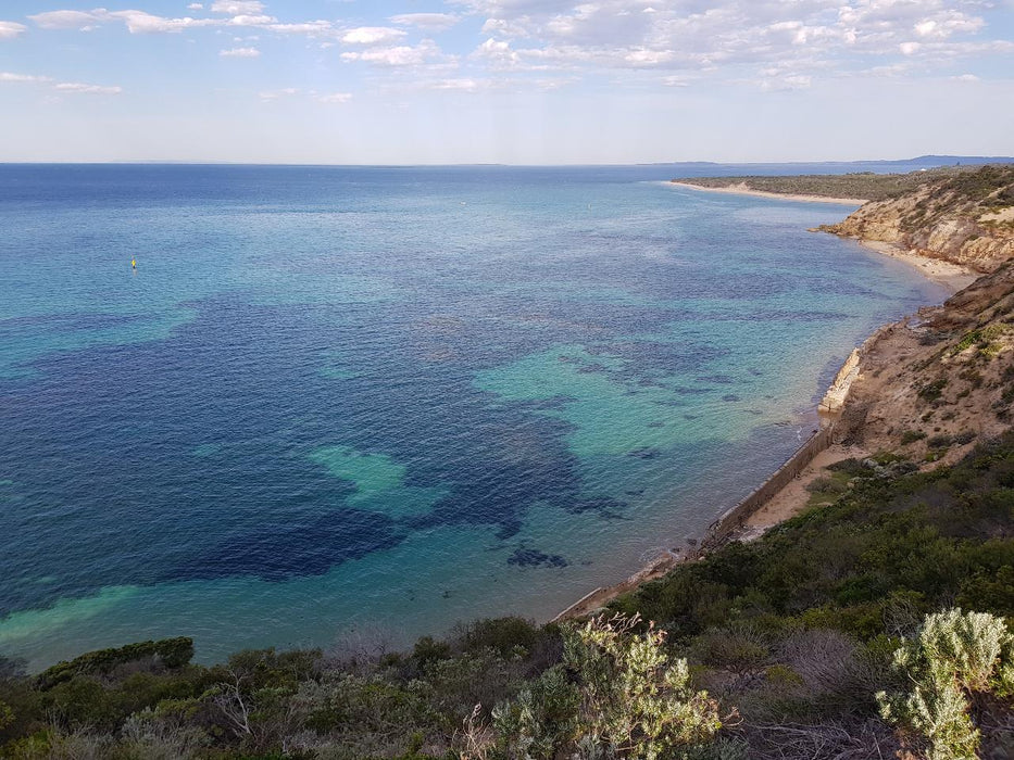 1.5Hr Dolphin And Seal Watching Eco Boat Tour Mornington Peninsula