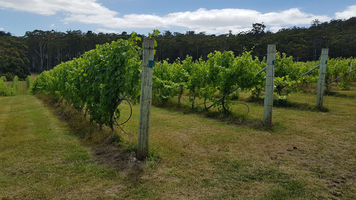 Bruny Island Day Tour