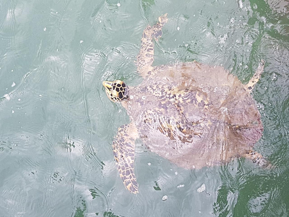 Palm Cove Double Island Kayak Turtle Tour