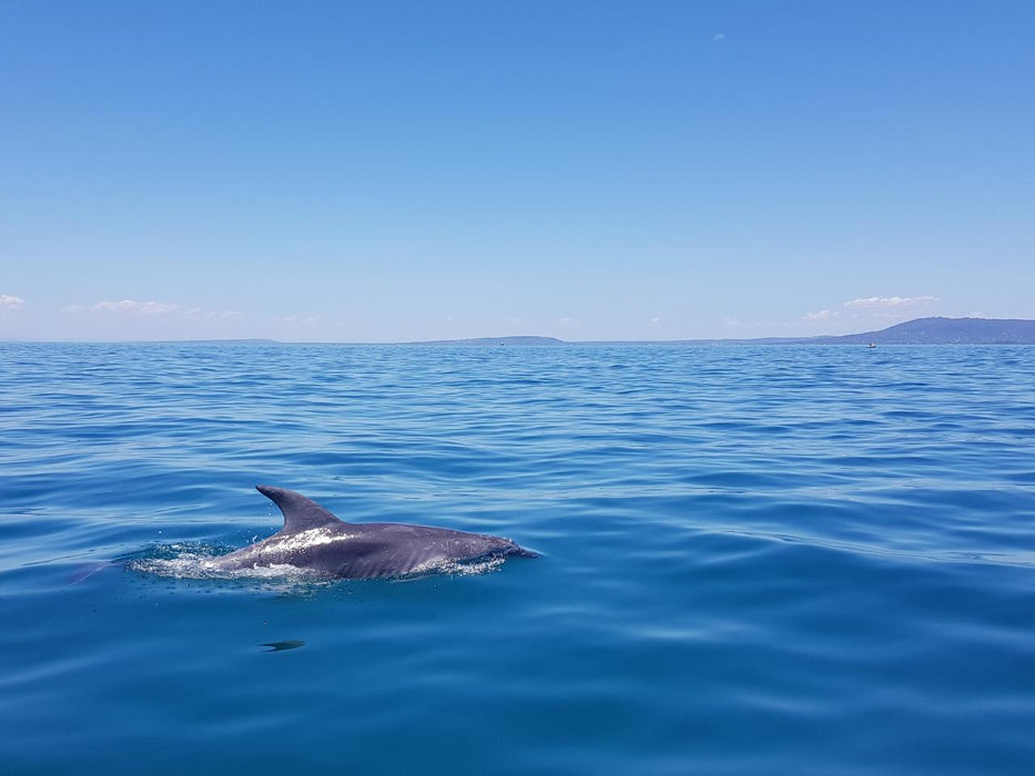 1.5Hr Dolphin And Seal Watching Eco Boat Tour Mornington Peninsula