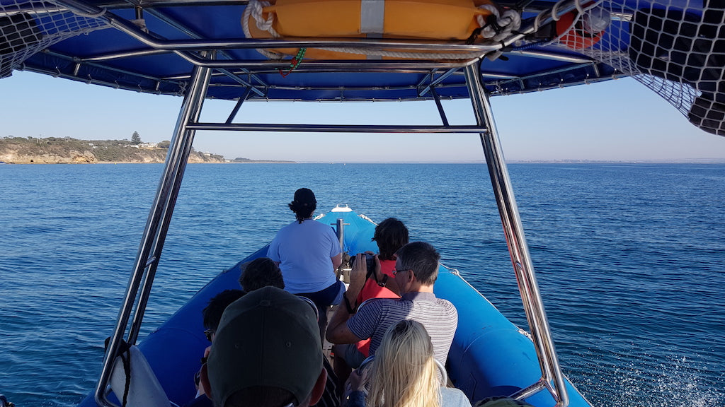 1.5Hr Dolphin And Seal Watching Eco Boat Tour Mornington Peninsula