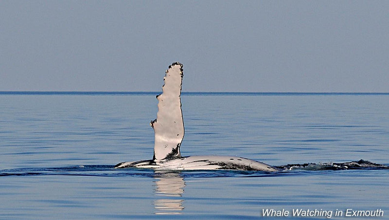 Deluxe Humpback Whale Watching Tour