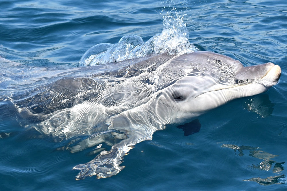 Whale Watch Perth