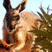 3 - Day Flinders Ranges & Outback Small Group 4Wd Eco Safari - We Wander