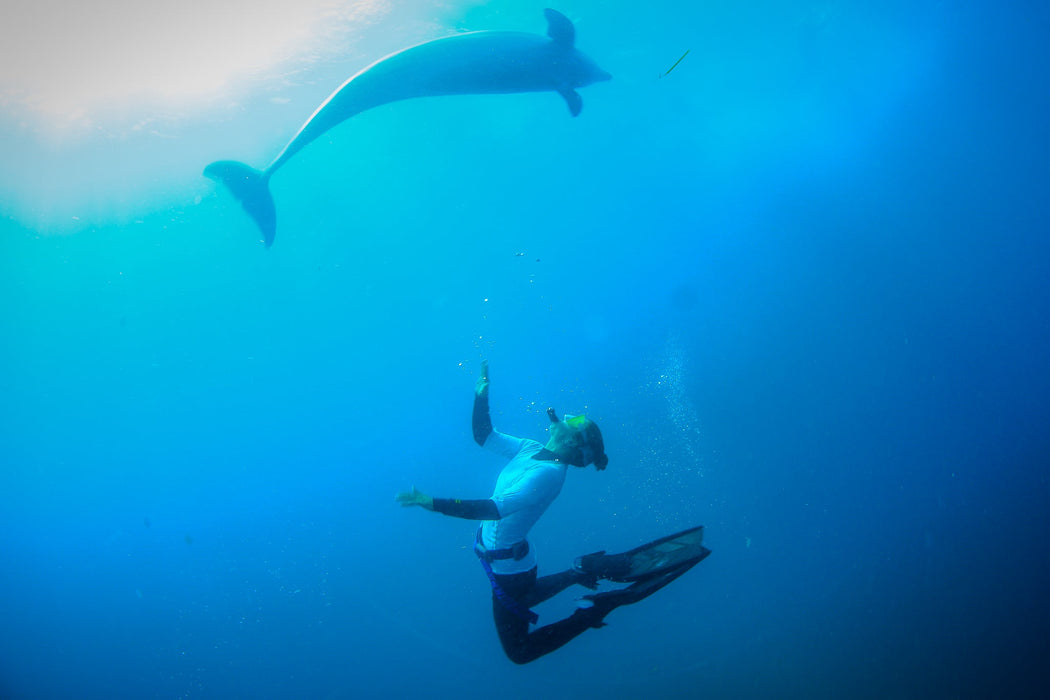 3 Hour Dolphin And Seal Swim - We Wander