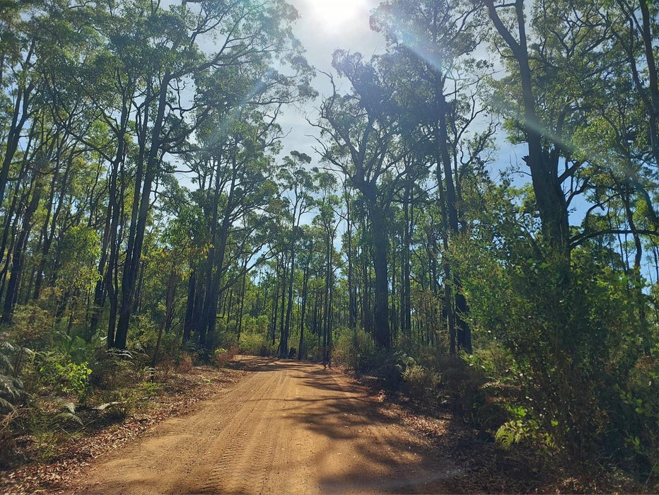 Forest Surprise Full Day Tour