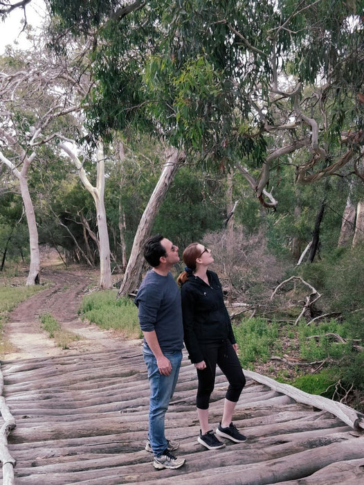 Koala Walking Tour