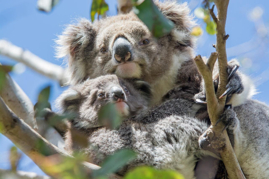 Autopia Tours: Great Ocean Road Experience