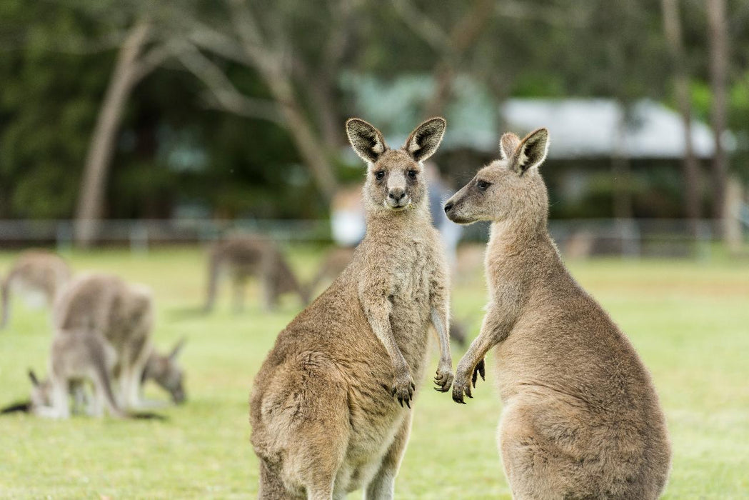 Autopia Tours: Melbourne To Adelaide 2 Day