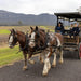 45 - Minute Vineyard Horse - Drawn Carriage Ride - We Wander