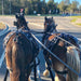 45 - Minute Vineyard Horse - Drawn Carriage Ride - We Wander