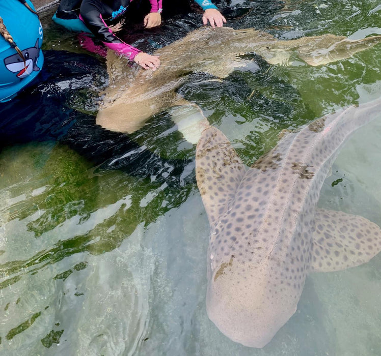 Zebra Shark Encounter With Entry Pass