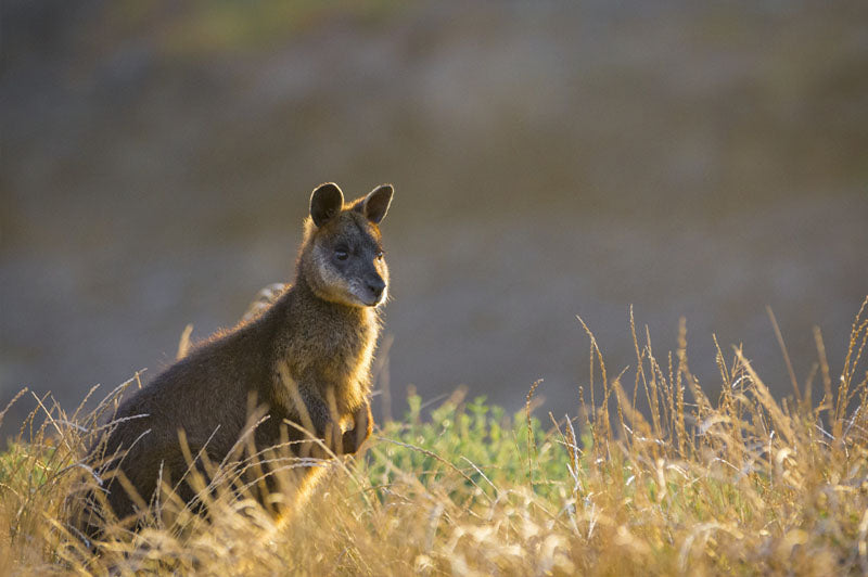 Phillip Island Wine, Wildlife, & Penguins Tour From Melbourne