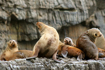 Tasman Island Cruises 3 Hour Cruise