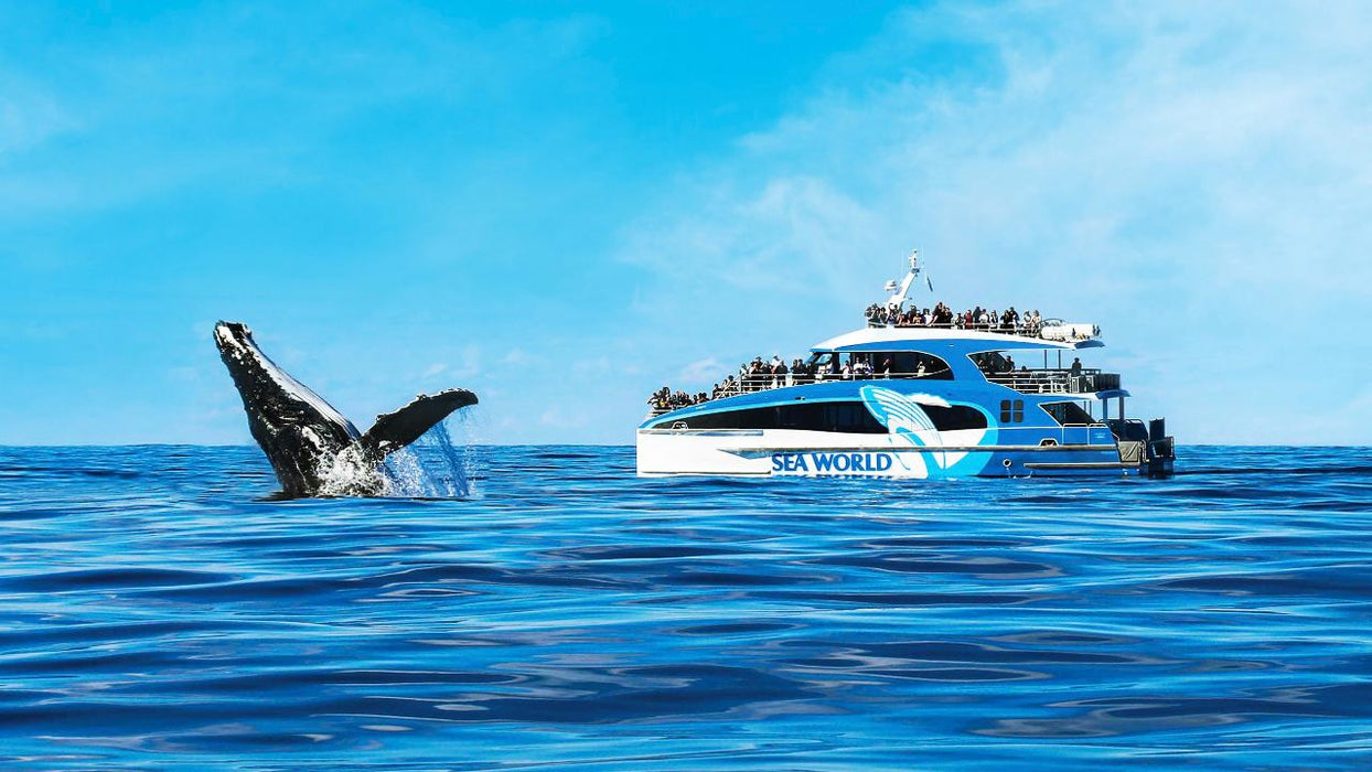 Whale Watching Cruise