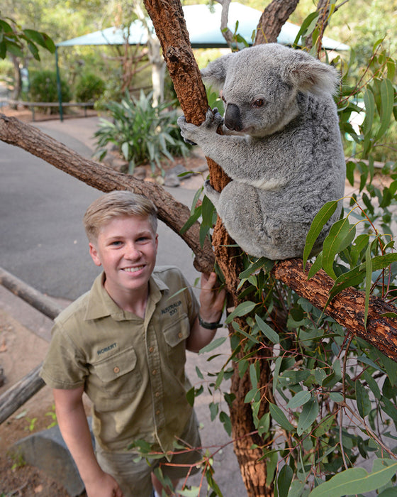 Croc Tours Koala Cuddle Adventure