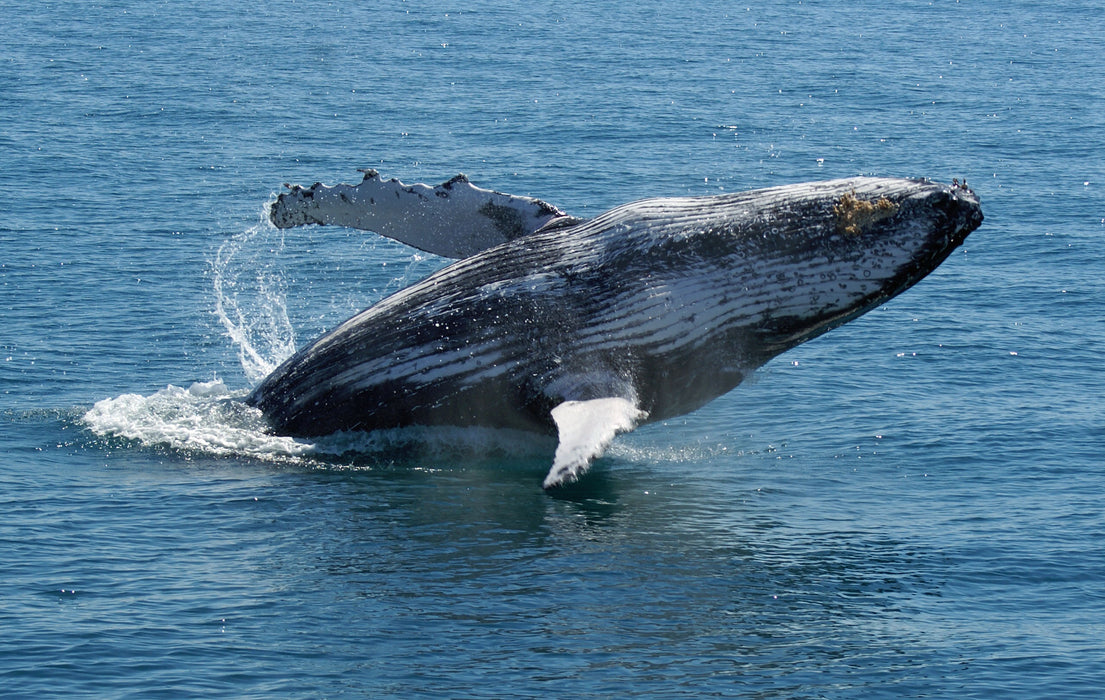 Premium Whale Watch Tour