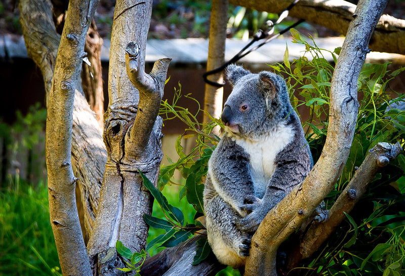 Swan Valley & Wildlife Park Tour