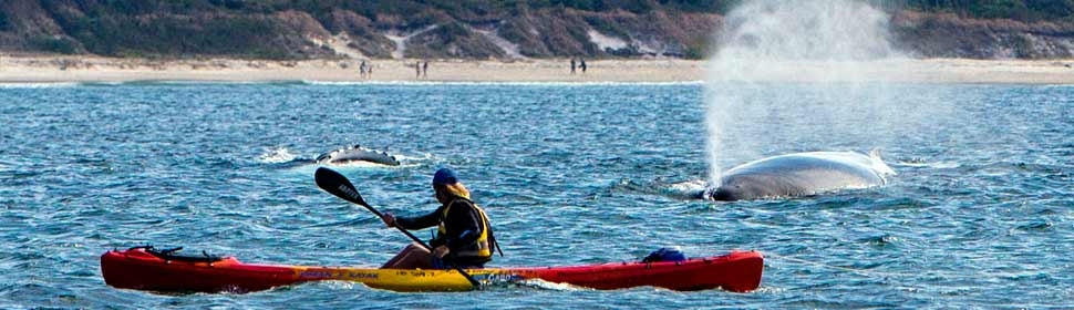 The Byron Bay Sea Kayak Tour