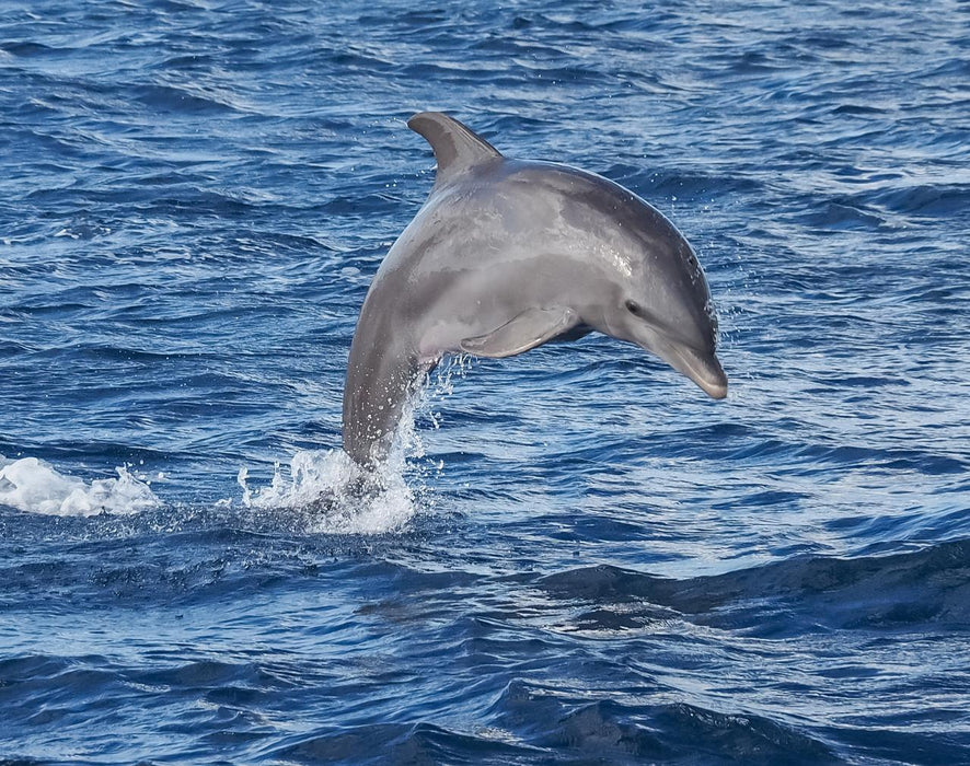 90 Minute Port River Dolphin & Ships Graveyard Cruise - We Wander