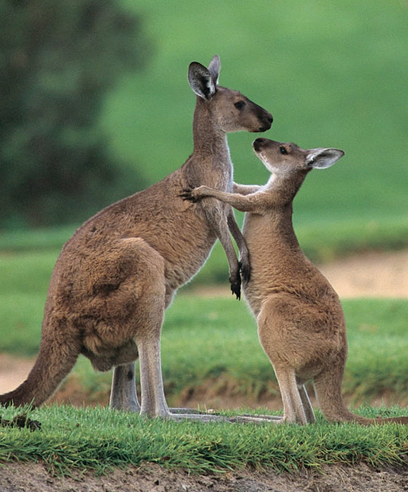 Swan Valley, Wildlife Park, Winery & Fruit Orchard