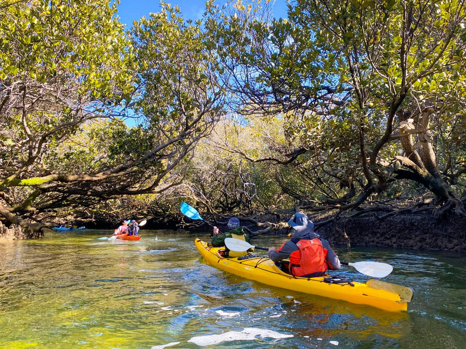 Dolphin Sanctuary & Ships Graveyard Kayak Tour