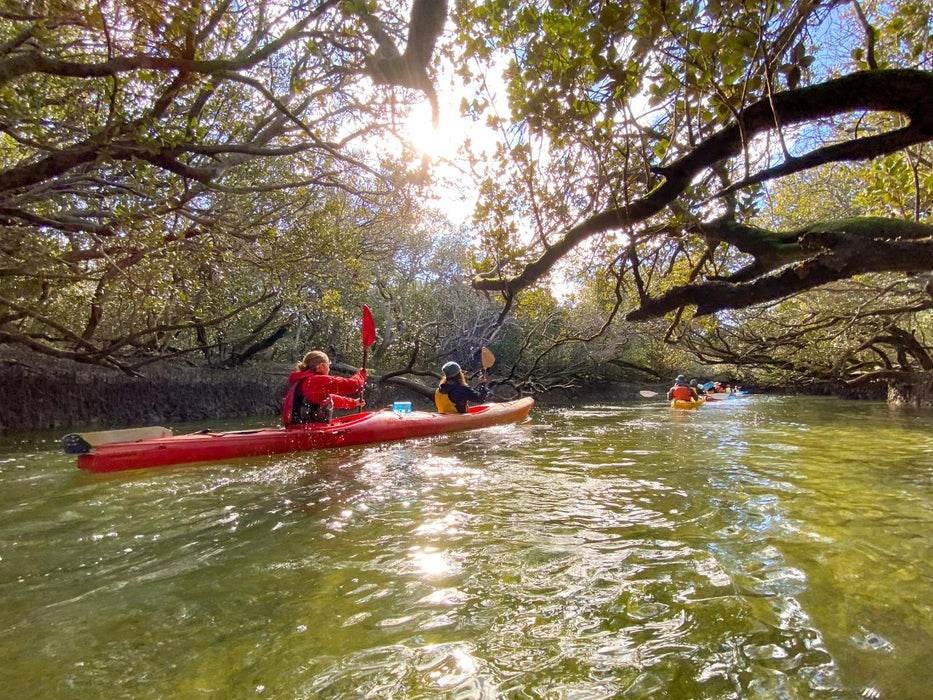 Dolphin Sanctuary & Ships Graveyard Kayak Tour