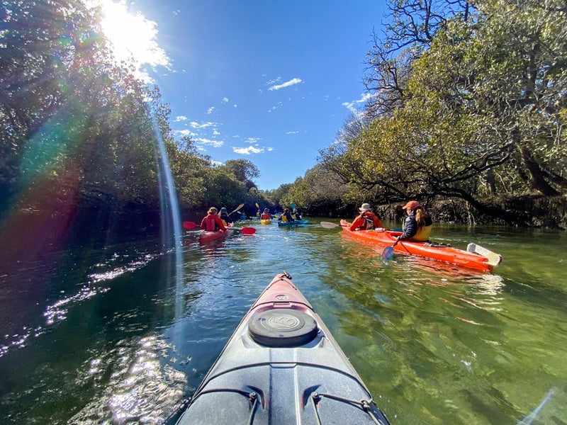 Dolphin Sanctuary & Ships Graveyard Kayak Tour