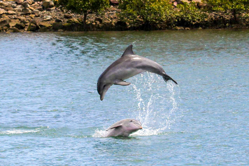 Dolphin Sanctuary & Ships Graveyard Kayak Tour