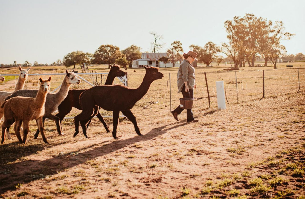 Private Online Alpaca Meet & Greet Experience