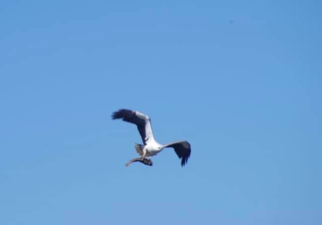 Leven River & History Cruise