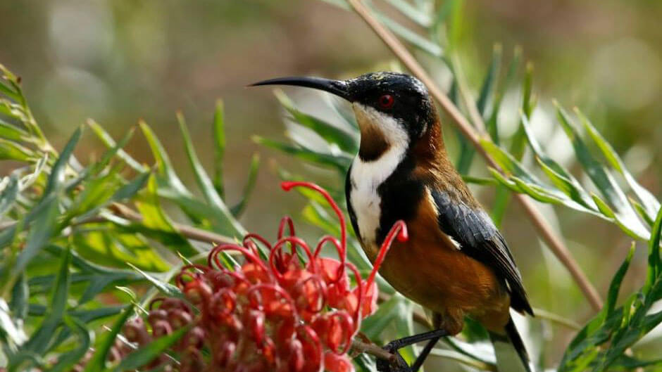 Best Of Wildlife And Birds Tour - Canberra