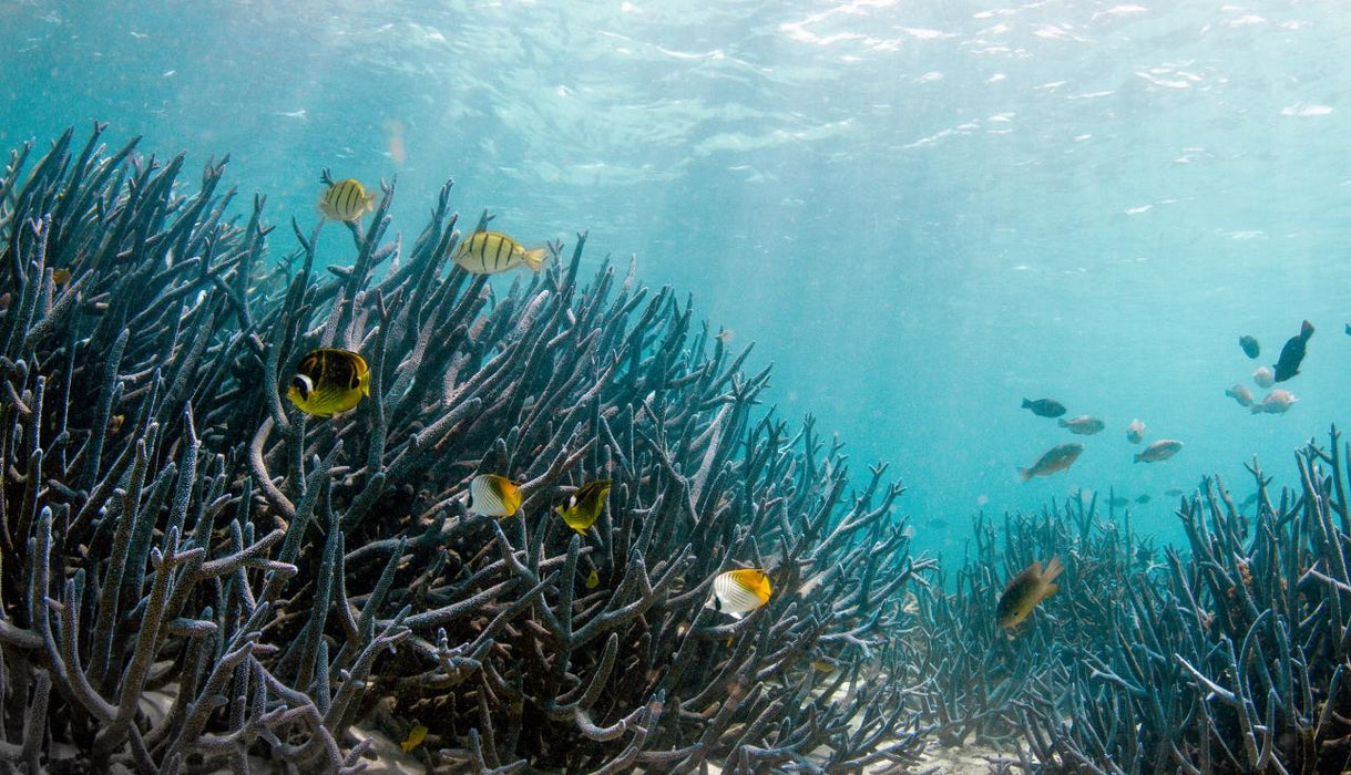 Coral Viewing & Snorkel Tour, Exmouth 2Hrs