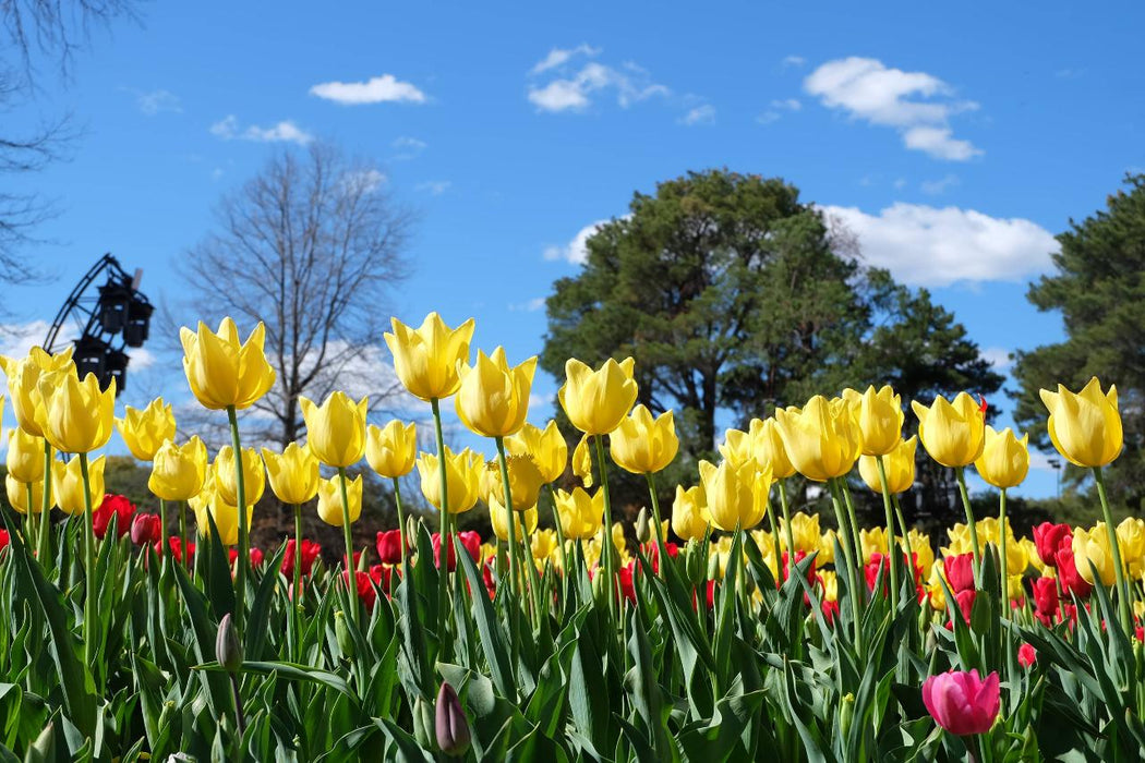 Floriade Tour