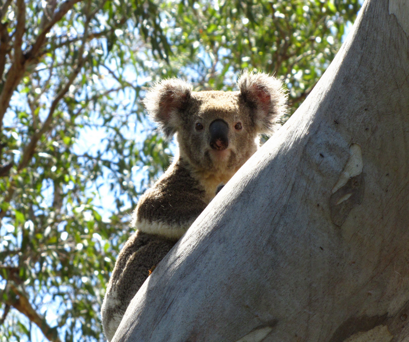 Discover Carnarvon Ranges