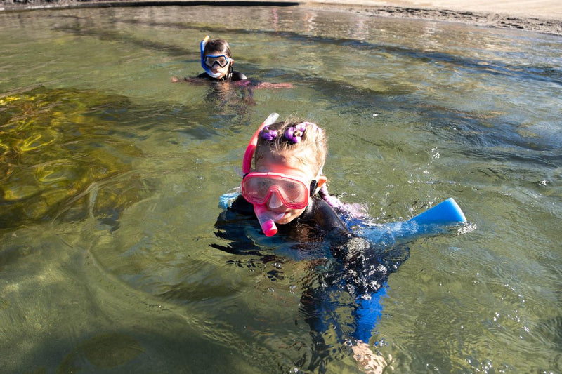 Zebra Shark Snorkel With Entry Pass