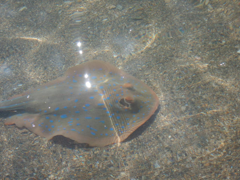 Palm Cove Double Island Kayak Turtle Tour