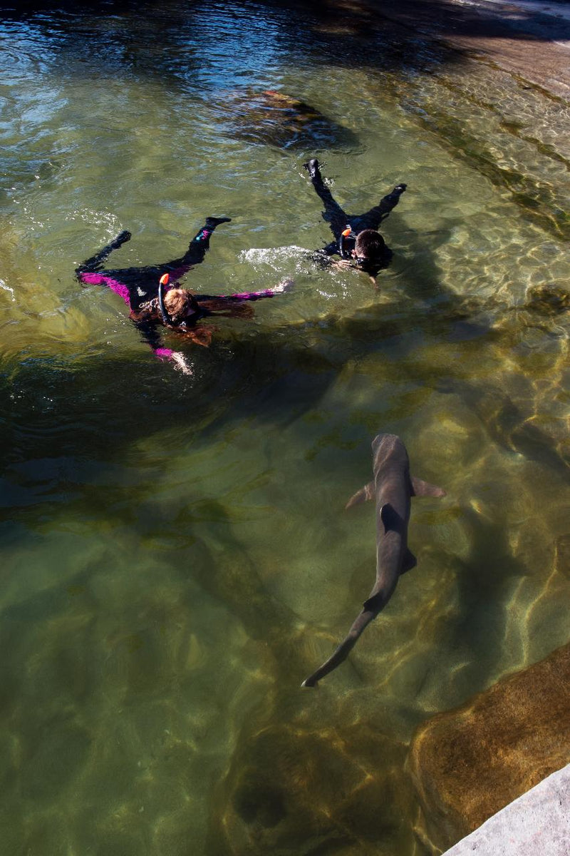 Reef Shark Snorkel With Entry Pass