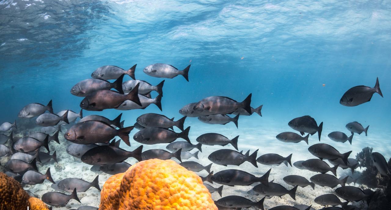 Whale Shark Adventure Swims Exmouth